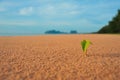 Goat Foot sprout on the beach Royalty Free Stock Photo